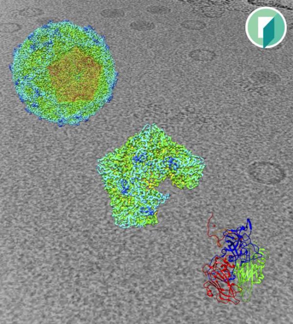 seneca valley virus peekavu