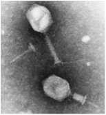 phages